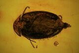 Detailed Fossil Beetle (Coleoptera) In Baltic Amber #81708-1